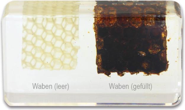 Produktbild Betzold Lebenszyklus Honigbiene, Kunstglasblöcke