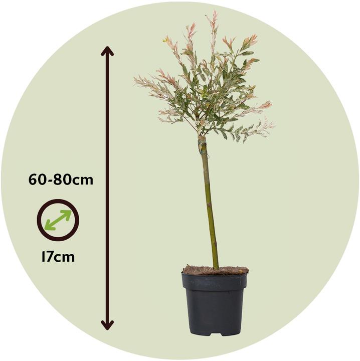 Actual product image Plant in a Box Salix integra 'Flamingo' - Zierweide (60 cm)