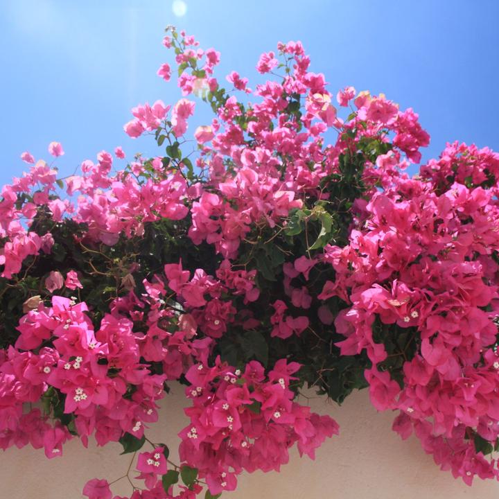 Actual product image Plant in a Box Bougainvillea (50 cm)