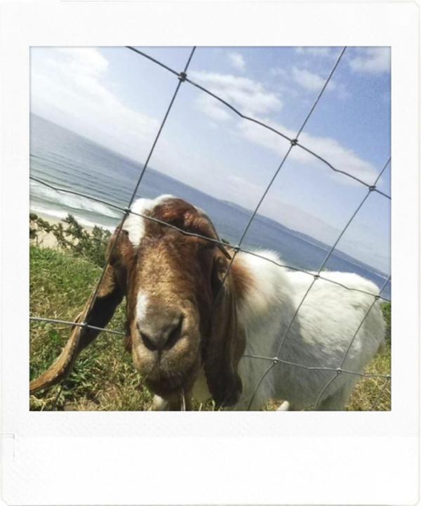 Actual product image Fujifilm Instax Pal