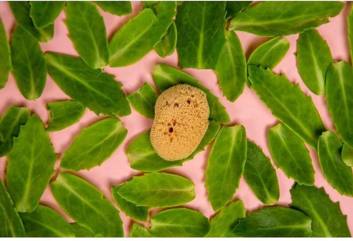 Actual product image Hera Organics Menstruationsschwämme (3 x, Large)
