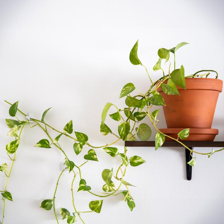 Actual product image Relaxdays 240x plant clips (2.20 cm, 1.80 cm)