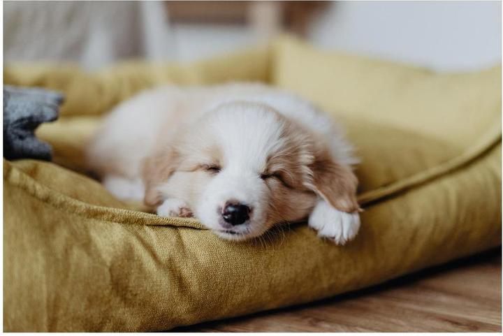 Actual product image Hunter Dog sofa Eiby (Dog)