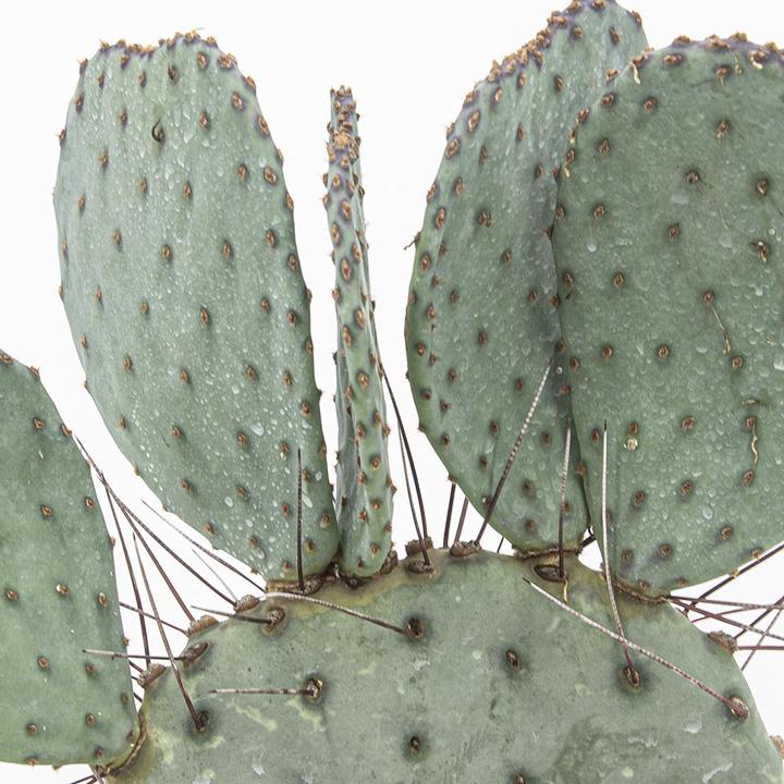 Produktbild Kakteen Gautschi Opuntia azurea (45 cm)