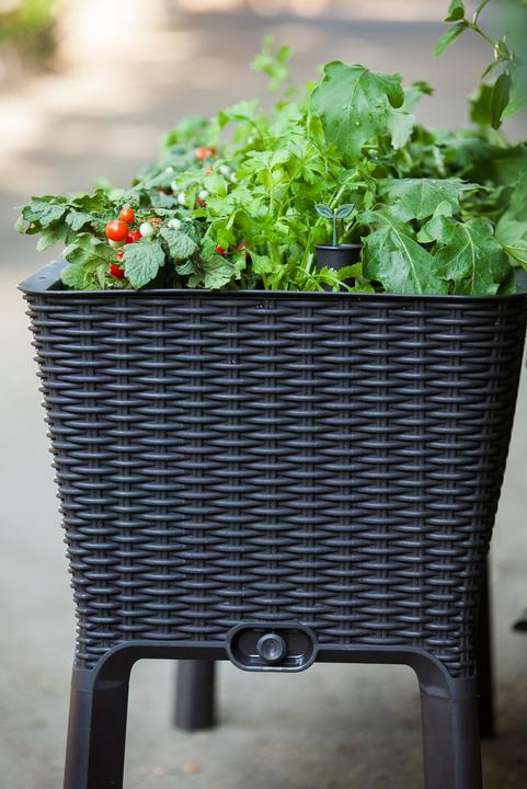 Actual product image Keter Easy Growing