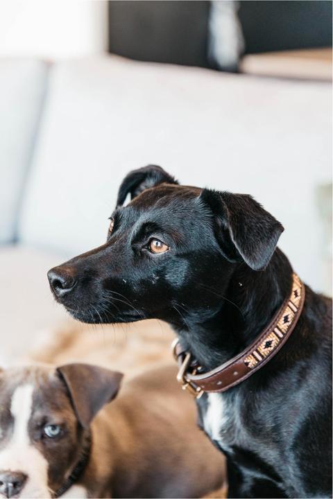 Produktbild Kentucky Dogwear Hundehalsband Handgemacht Pearls (L, Hund)
