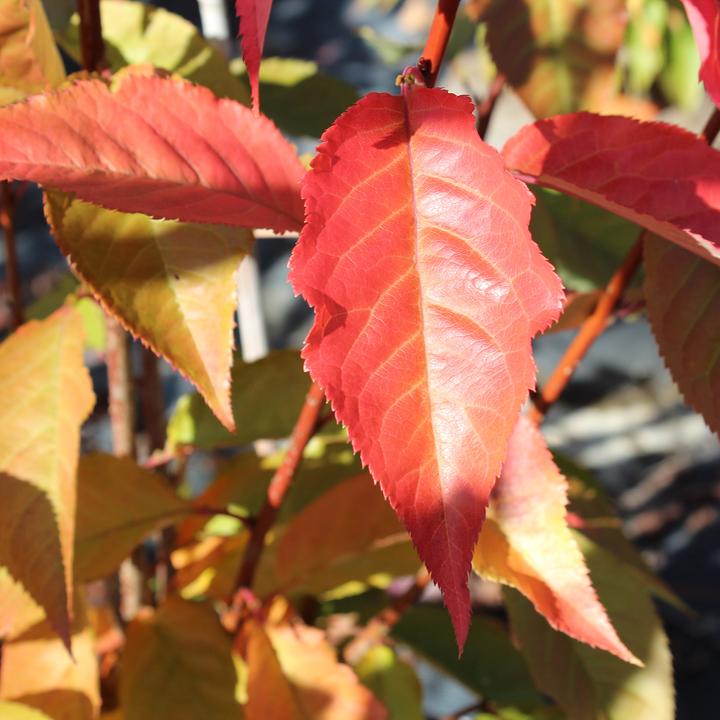 Produktbild Zulauf Jap. Nelken-Kirsche / Prunus serr. 'Kanzan' (80 cm)