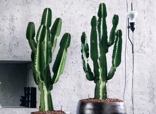 Actual product image Plant in a Box Euphorbia ingens - Candelabra Euphorbia Cactus (50 cm)