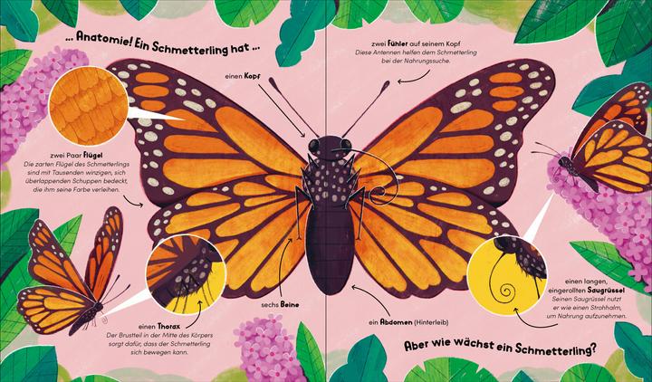 Produktbild Aus klein wird gross. So wächst ein Schmetterling (Deutsch, Bianca Austria, Sara Forster, 2025)