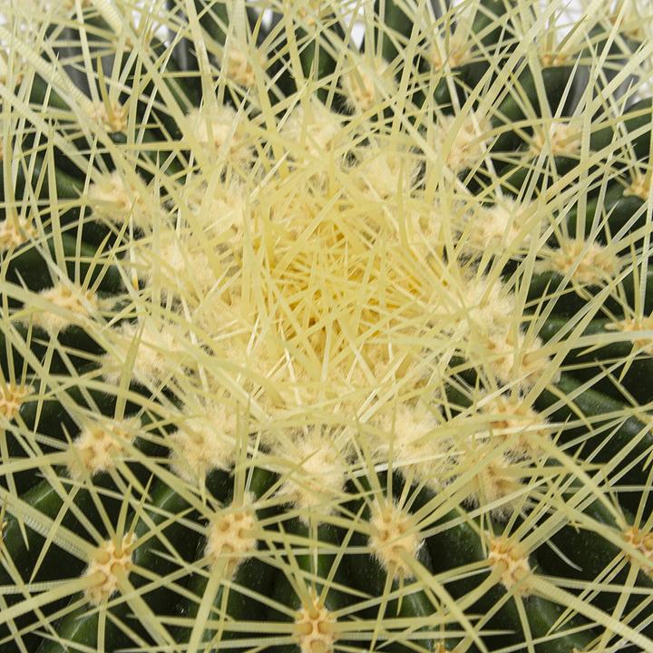 Image du produit Kakteen Gautschi Goldkugelkaktus (30 cm)