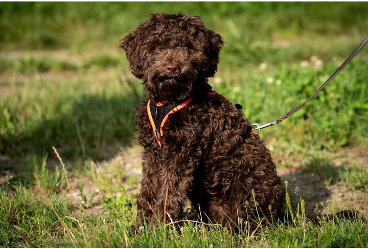 Produktbild Grossenbacher Geschirr Vary M Türkis (M, Hund, Allgemein)