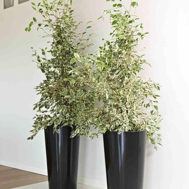 Productafbeelding Euro3plast Planter (33 cm)