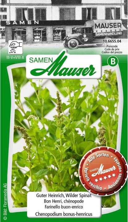 Samen Mauser Good Henry, épinards sauvages (Graines de légumes)
