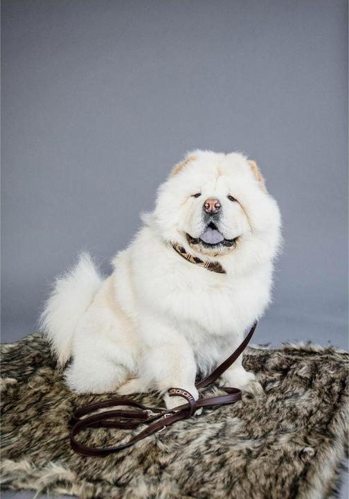 Produktbild Kentucky Dogwear Hundehalsband Handgemacht Pearls (L, Hund)