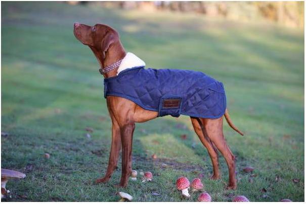 Produktbild Kentucky Dogwear Hundemantel 160g (S, Hundemantel)