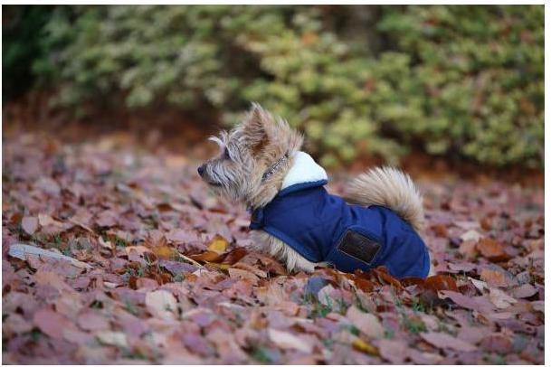 Produktbild Kentucky Dogwear Hundemantel 160g (S, Hundemantel)