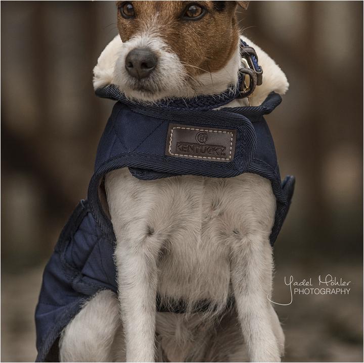 Produktbild Kentucky Dogwear Hundemantel 160g (S, Hundemantel)