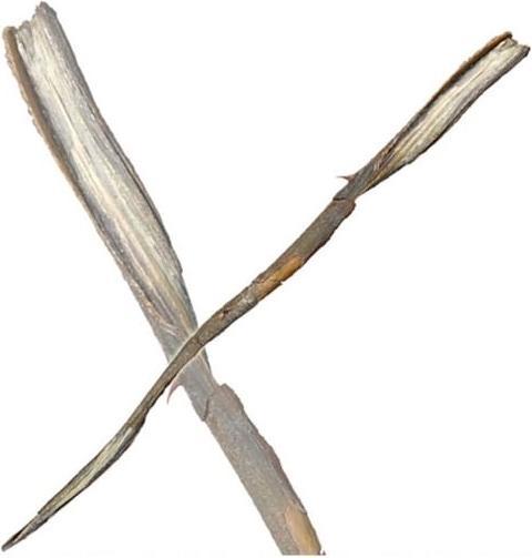 Produktbild Noble Collection Harry Potter Zauberstab Grindelwald (Charakter-Edition)