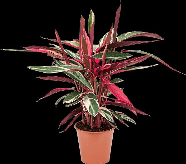 Actual product image Mahaloplants Stromanthe Sanguinea (45 cm)