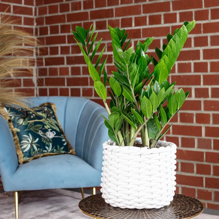 Actual product image Flowerbox Lucky Feather - Zamioculcas zamiifolia (55 cm)