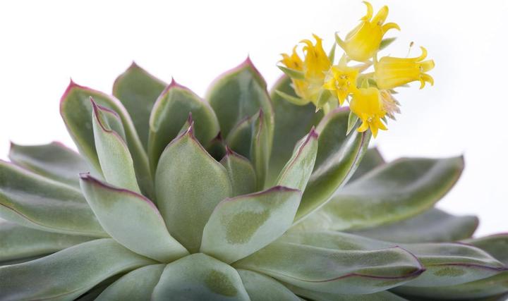 Image du produit Echeveria en pot céramique Dublin blanc P12