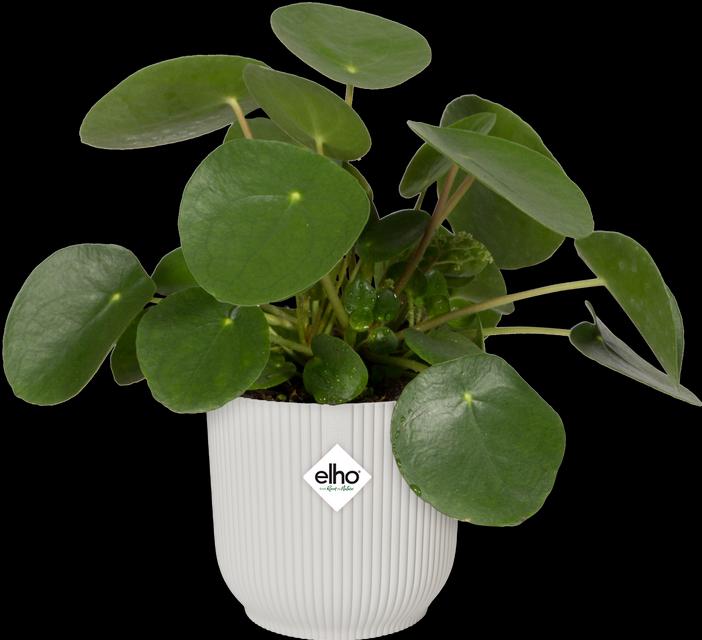 Produktbild Elho Vibes Fold (16.10 cm)