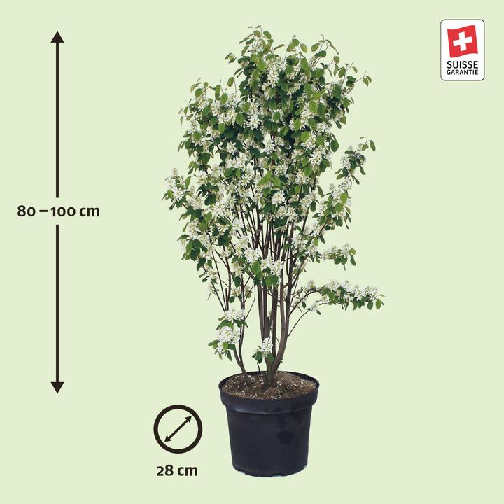 Image du produit Zulauf Gewöhnliche Felsenbirne / Amelanchier ovalis (100 cm)