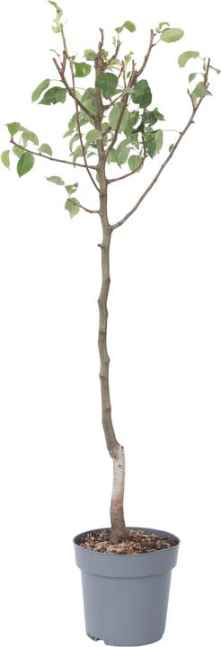 Produktbild Plant in a Box Pyrus communis 'Conference' - Birnenbaum (90 cm)