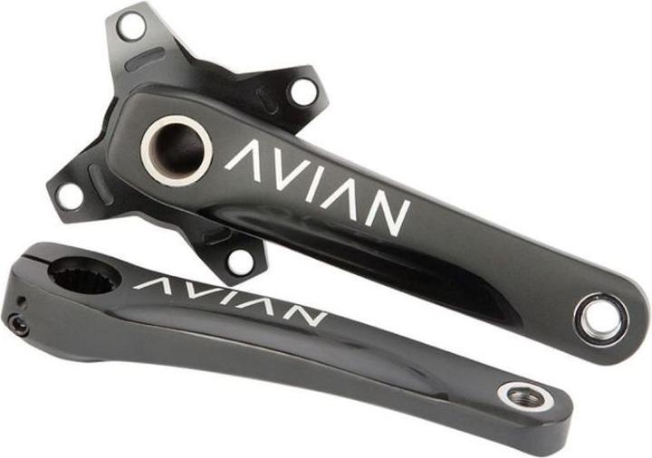 Avian Cadence (177.50 mm)