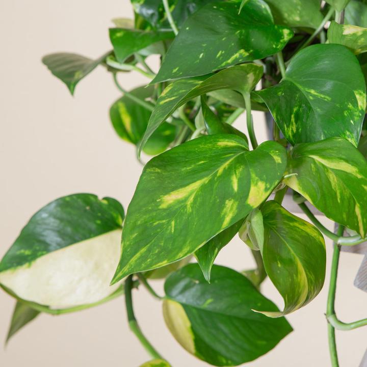 Immagine prodotto VEG and the City Firat (Edera Epipremnum aureum) (20 cm)