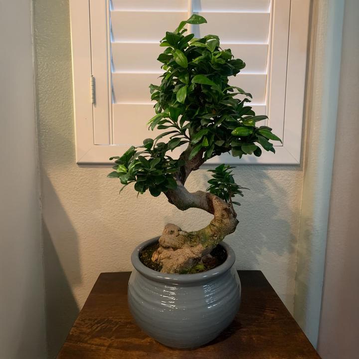 Immagine prodotto Plant in a Box Ficus microcarpa Ginseng - Bonsai a forma di S (65 cm)