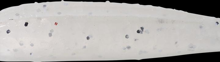 Immagine prodotto Caperlan 332790 (6 cm)