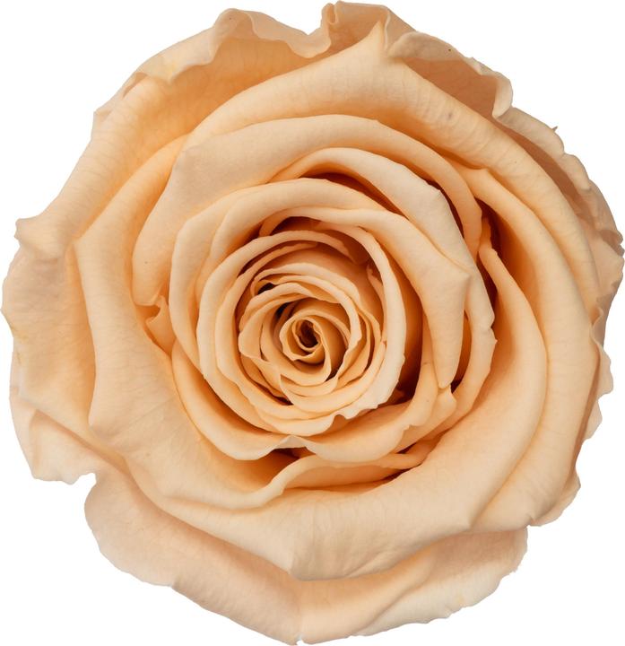 Immagine prodotto Migros Ostschweiz Rose premium (rose stabilizzate) in un cilindro (Fiori dell'Infinito)
