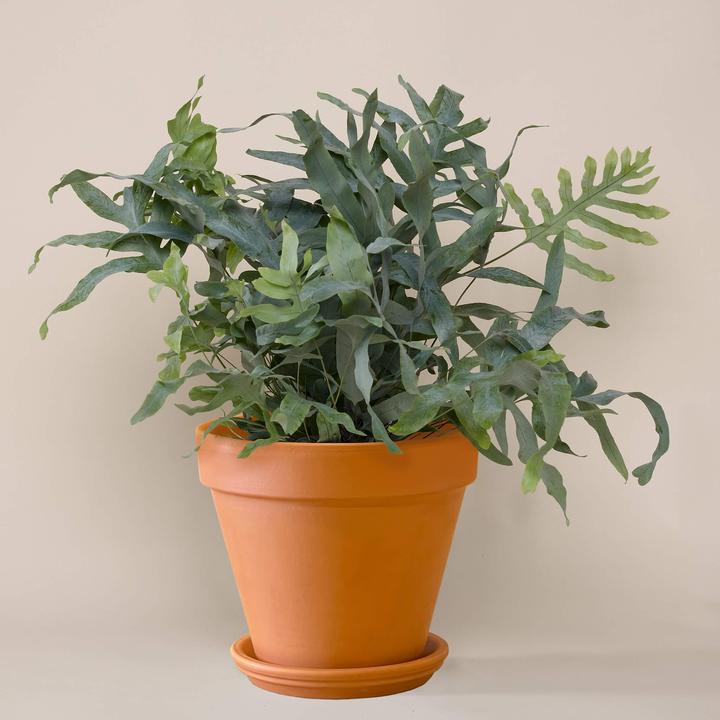 Produktbild Mary and Plants Goldtüpfelfarn Terrakotta (45 cm)