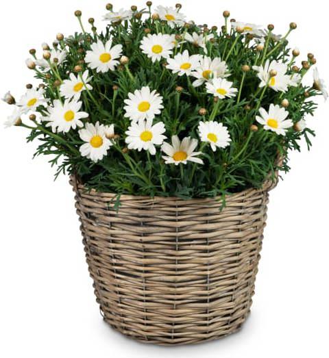 Image du produit Fleurop Aérée et légère (marguerite)