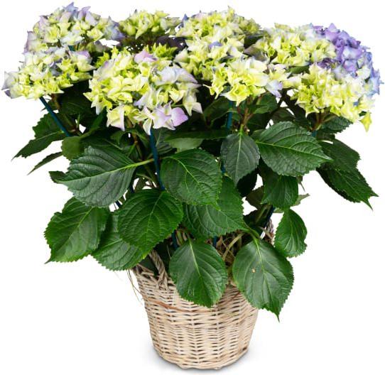 Blumenstrauss