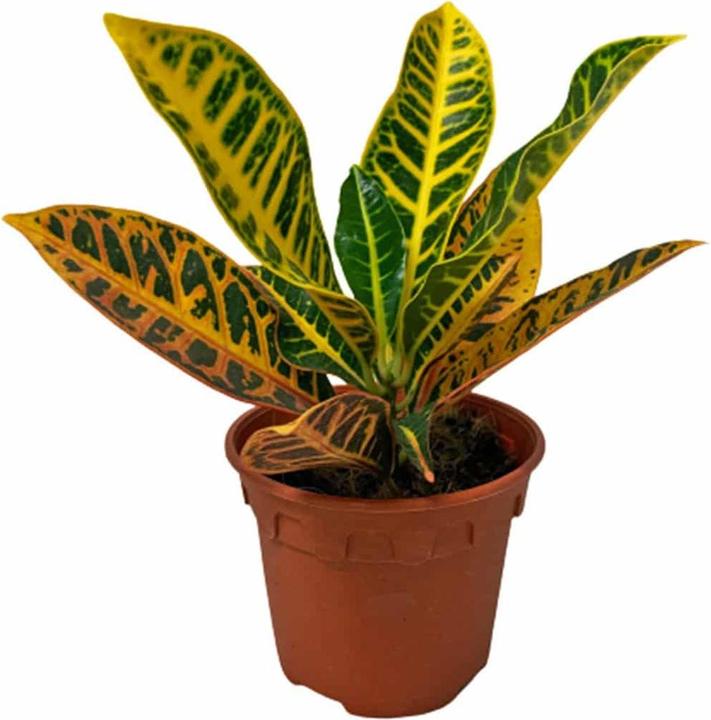 Produktbild Plantlovers Codiaeum Croton Petra (Wunderstrauch) (25 cm, Frisch umgetopft)