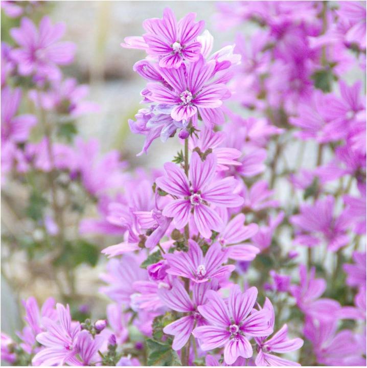 Image du produit Rausch Lotion corporelle hydratante à la mauve Fl 40 ml (Crème pour le corps, 40 ml)