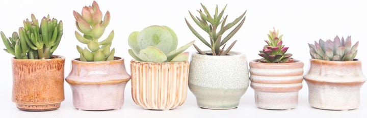 Actual product image Plant in a Box Succulents - Echeveria Crassula - Mix of 6 succulents (5 cm)