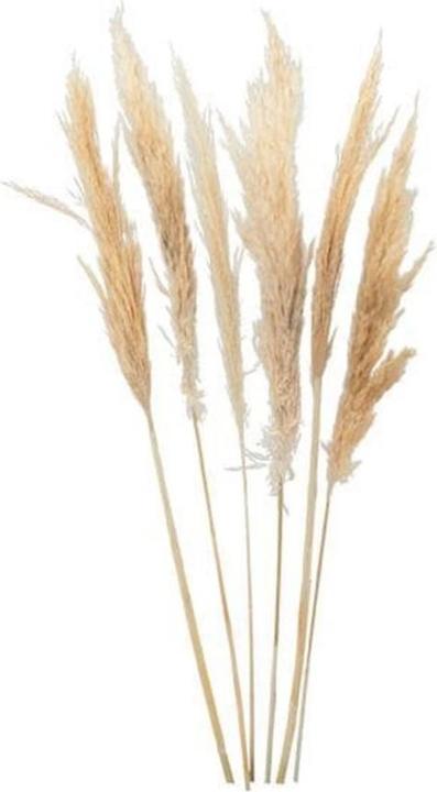 Produktbild Dekomat Trockenblumen Pampasgras (Pampasgras)