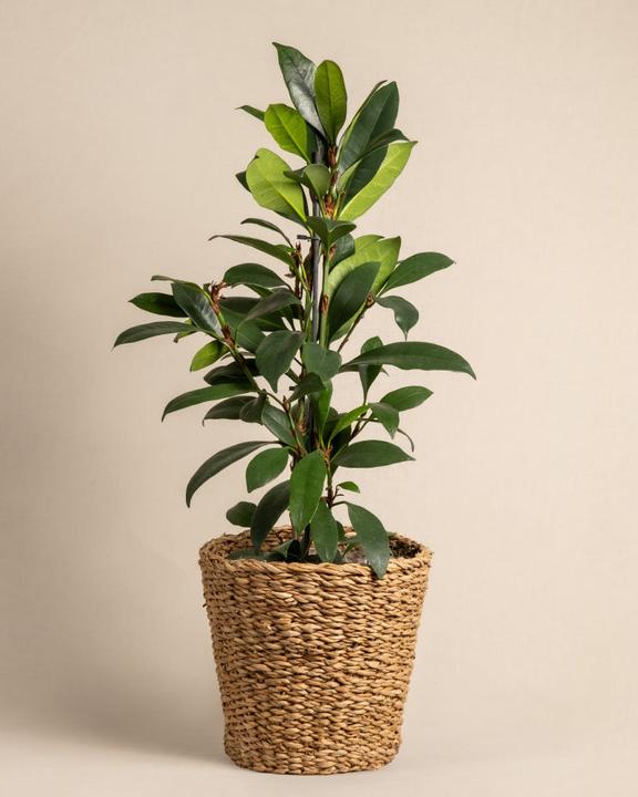 Produktbild feey Afrikanischer Feigenbaum (75 cm, Frisch umgetopft)