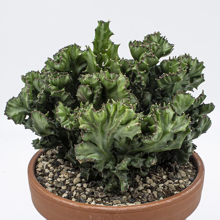 Produktbild Kakteen Gautschi Euphorbia lactea cristata (40 cm)
