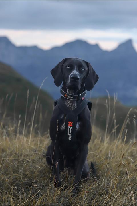 Produktbild Non-Stop Dogwear Polar Collar (S, M, L, Hund)