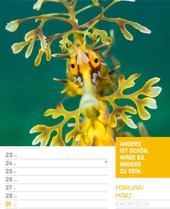 Tierisch! Sprüchekalender - Wochenplaner Kalender 2026 (25 x 33 cm, Harter Einband, Deutsch)
