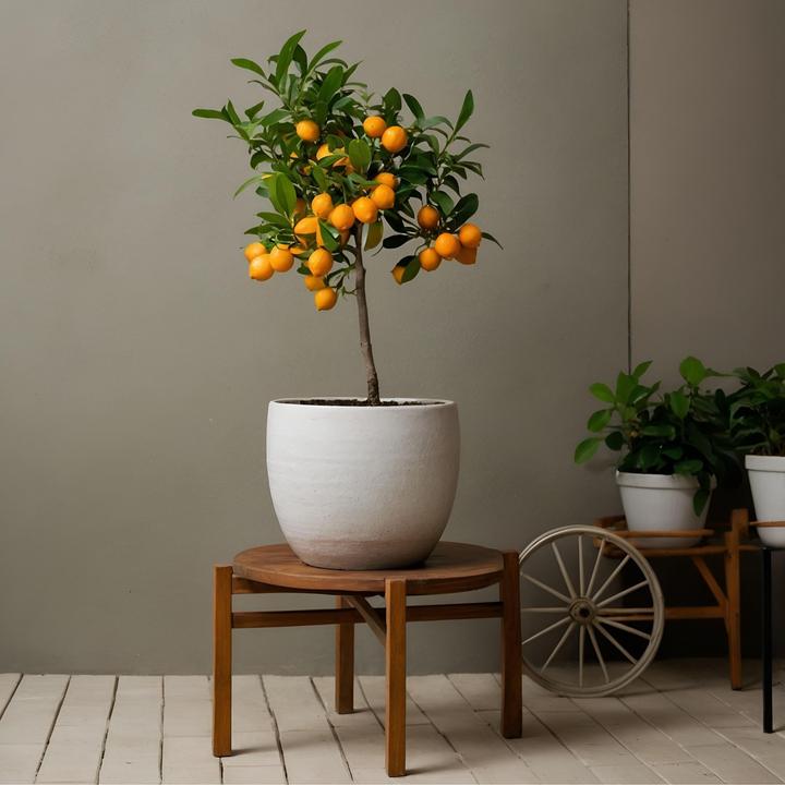 Produktbild Plant in a Box Citrus Mitis Calamondin - Orangenbaum (55 cm)