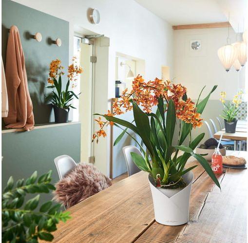 Actual product image Lechuza Orchidea (17.90 cm)