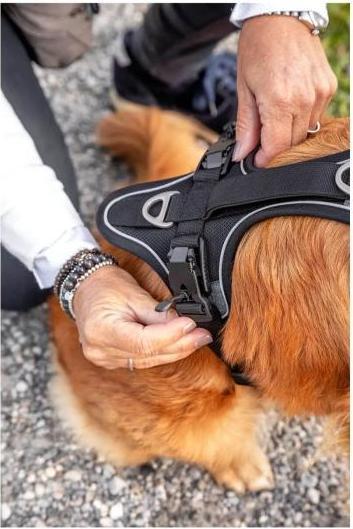 Actual product image Curli Harness Magnetic Belka Comfort (M, Dog, General)