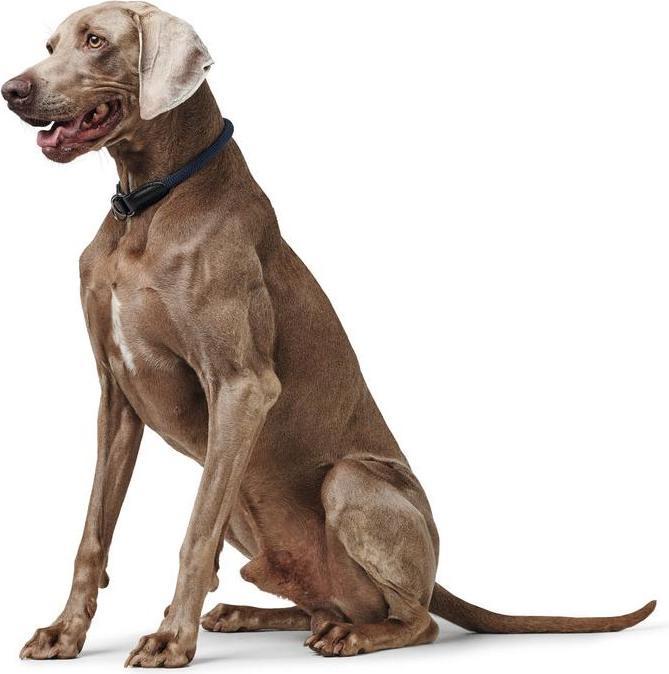 Produktbild Hunter Dressurhalsung Eiby Freestyle (35, Hund, Allgemein)