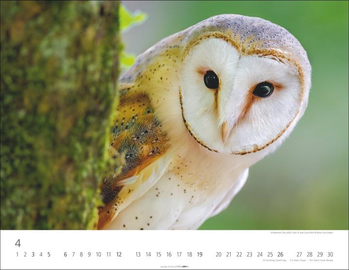 Immagine prodotto Eulen Kalender 2026 (44 x 34 cm, Copertina rigida, Tedesco, Inglese)