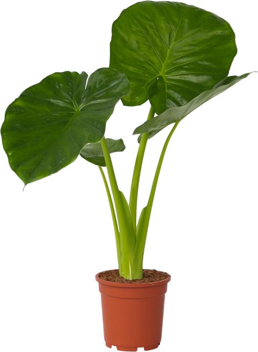 Produktbild Plant in a Box Alocasia Odora - Grosse Elefantenohr (55 cm)